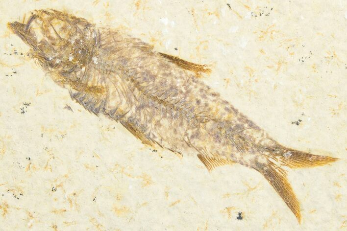Detailed Fossil Fish (Knightia) - Wyoming #333931
